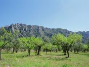 Camí de l'oli